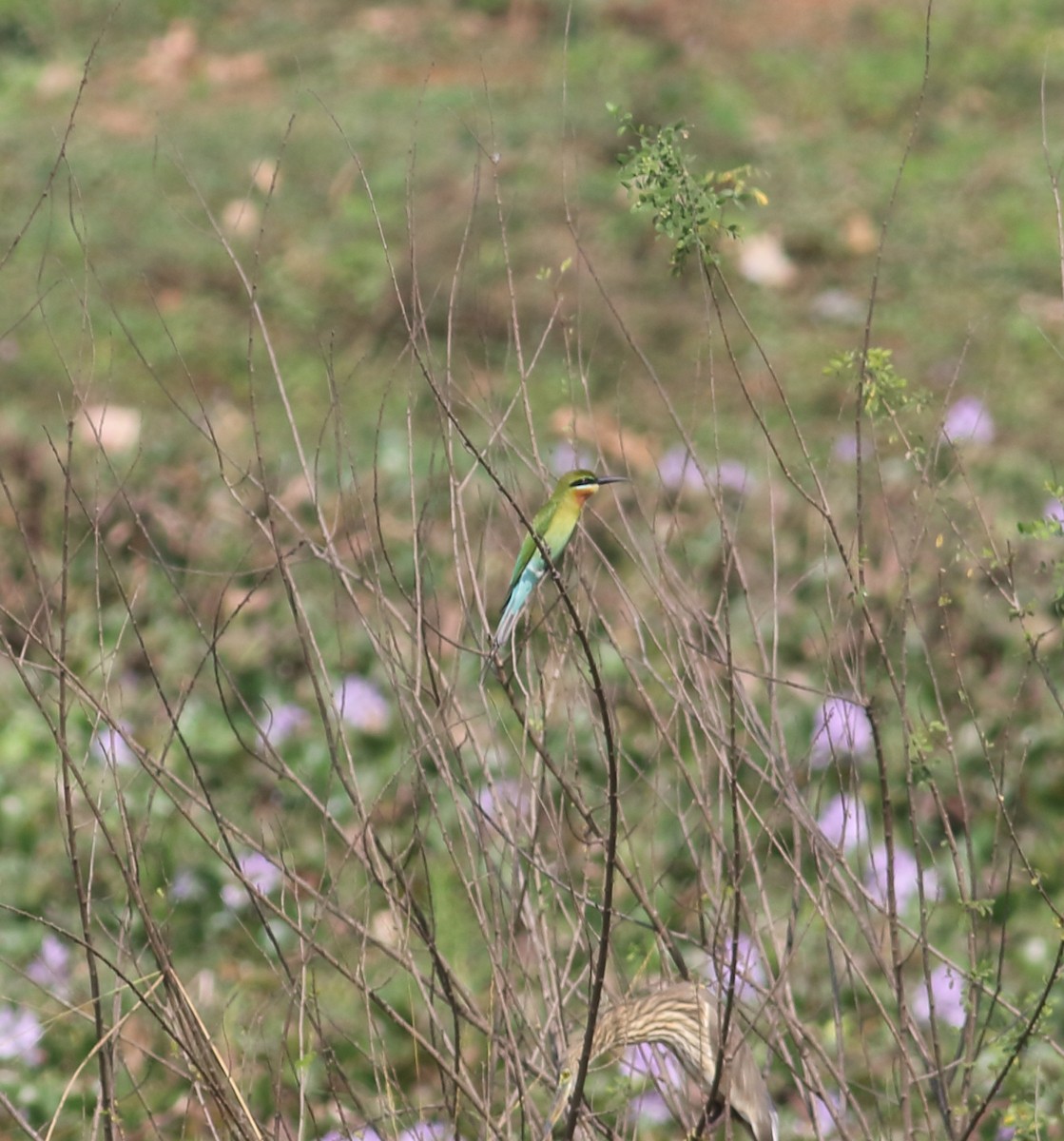 Blauschwanzspint - ML631391199