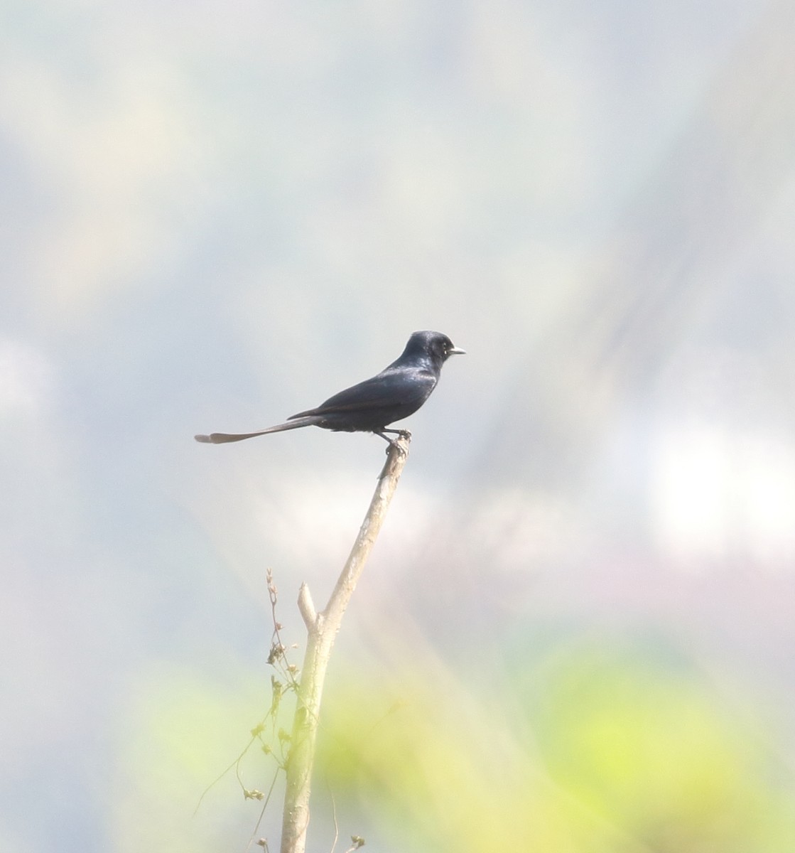 Königsdrongo - ML631391254
