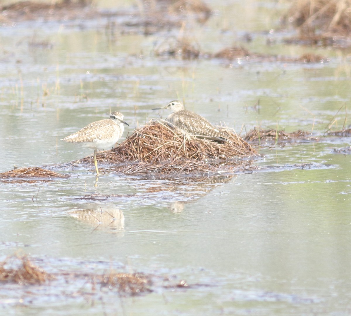 Bruchwasserläufer - ML631391260
