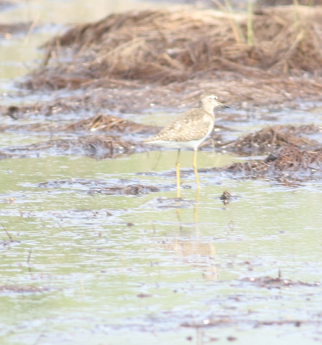 Bruchwasserläufer - ML631391261