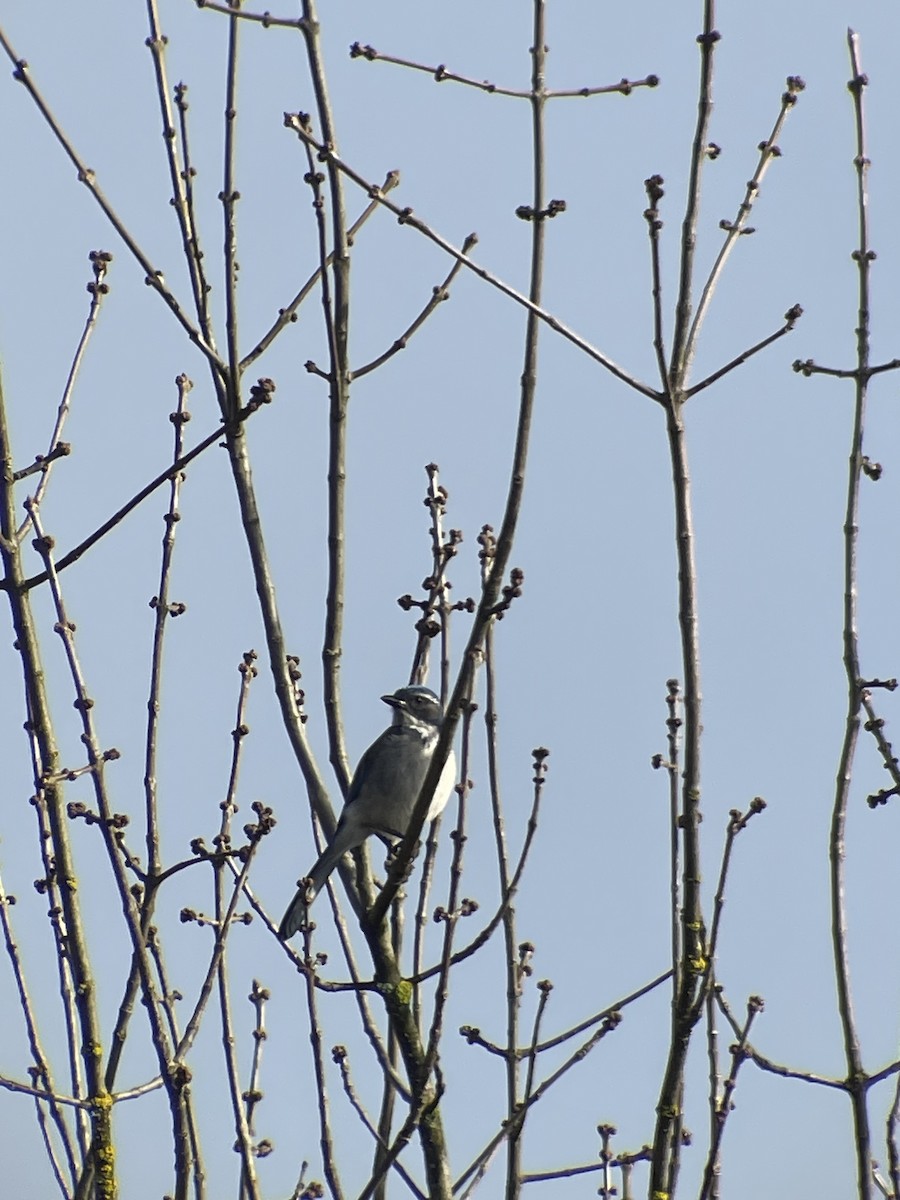 カリフォルニアカケス - ML631391279