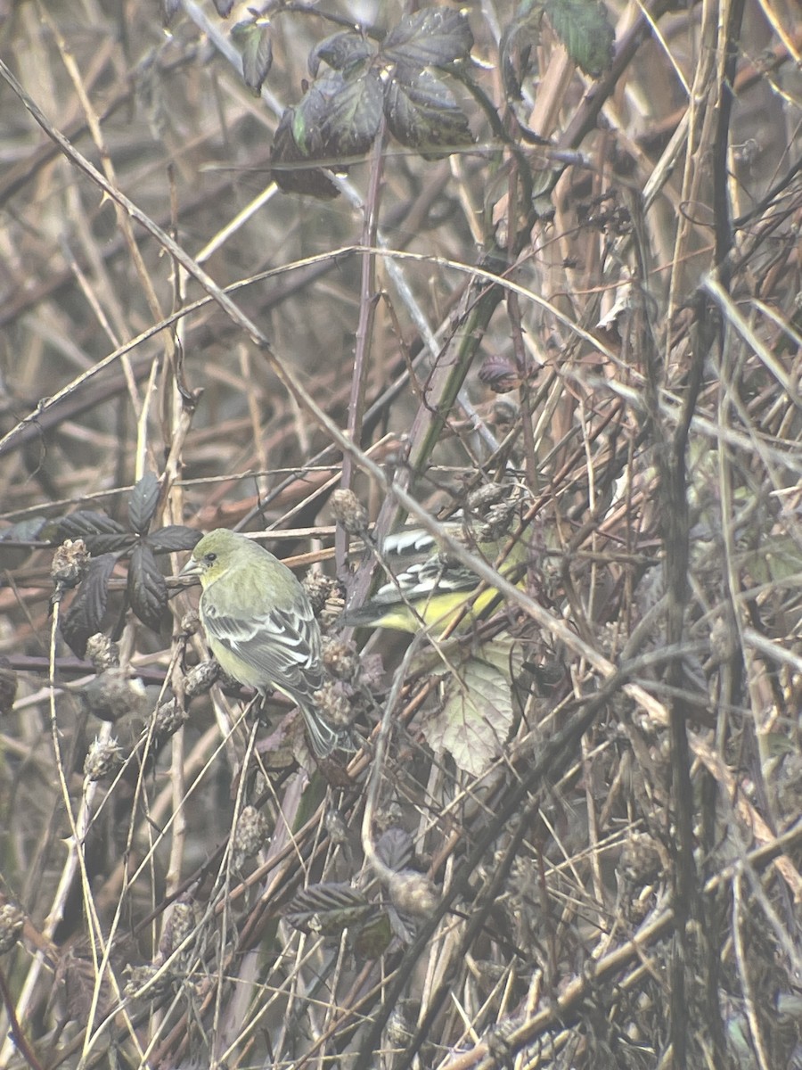 Lesser Goldfinch - ML631391280