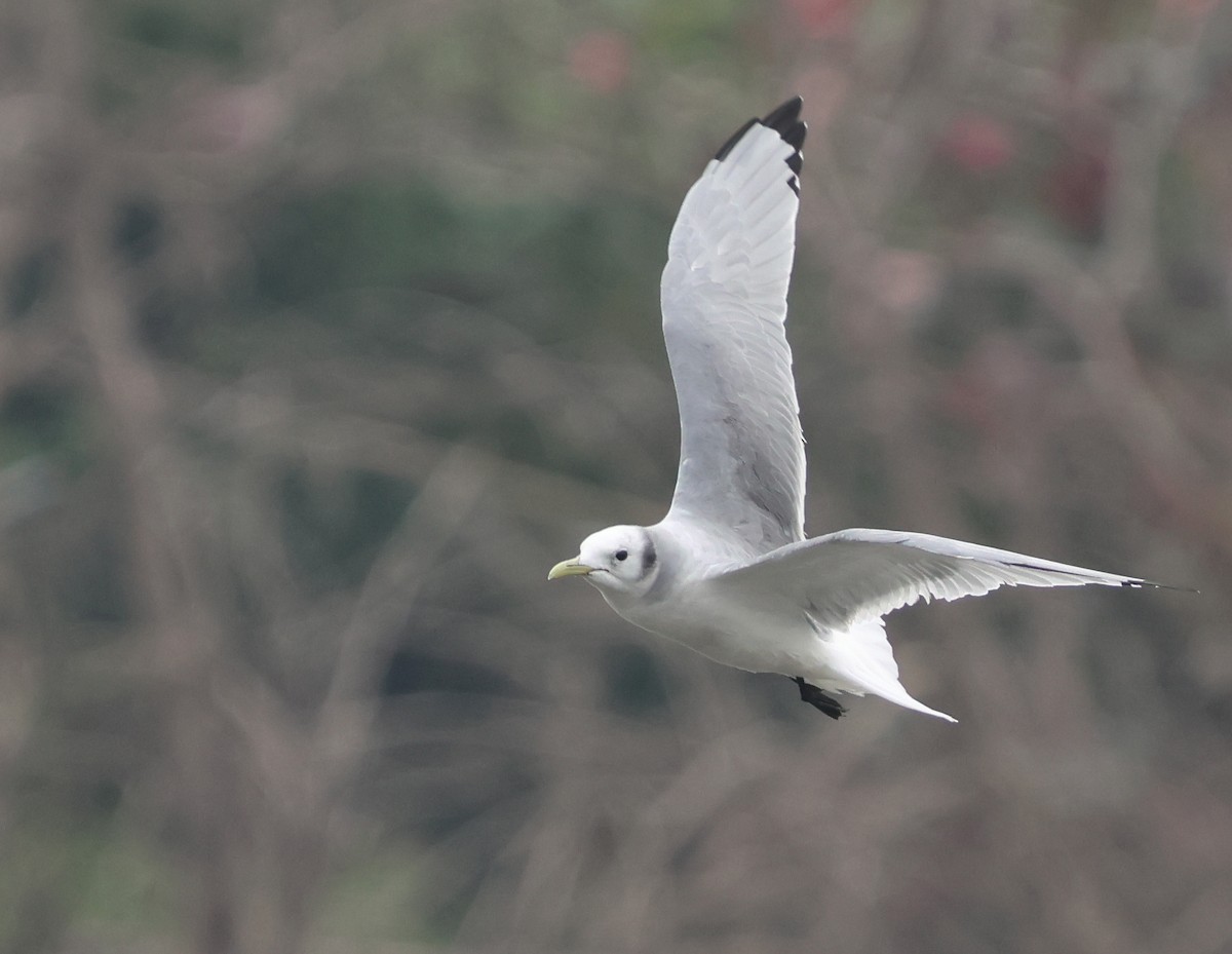 Black-legged Kittiwake - ML631391584