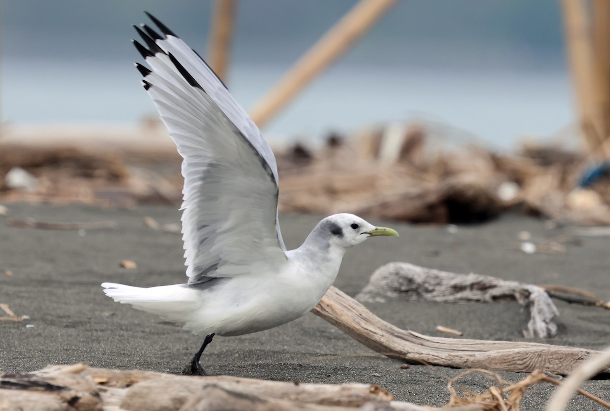 Black-legged Kittiwake - ML631391589
