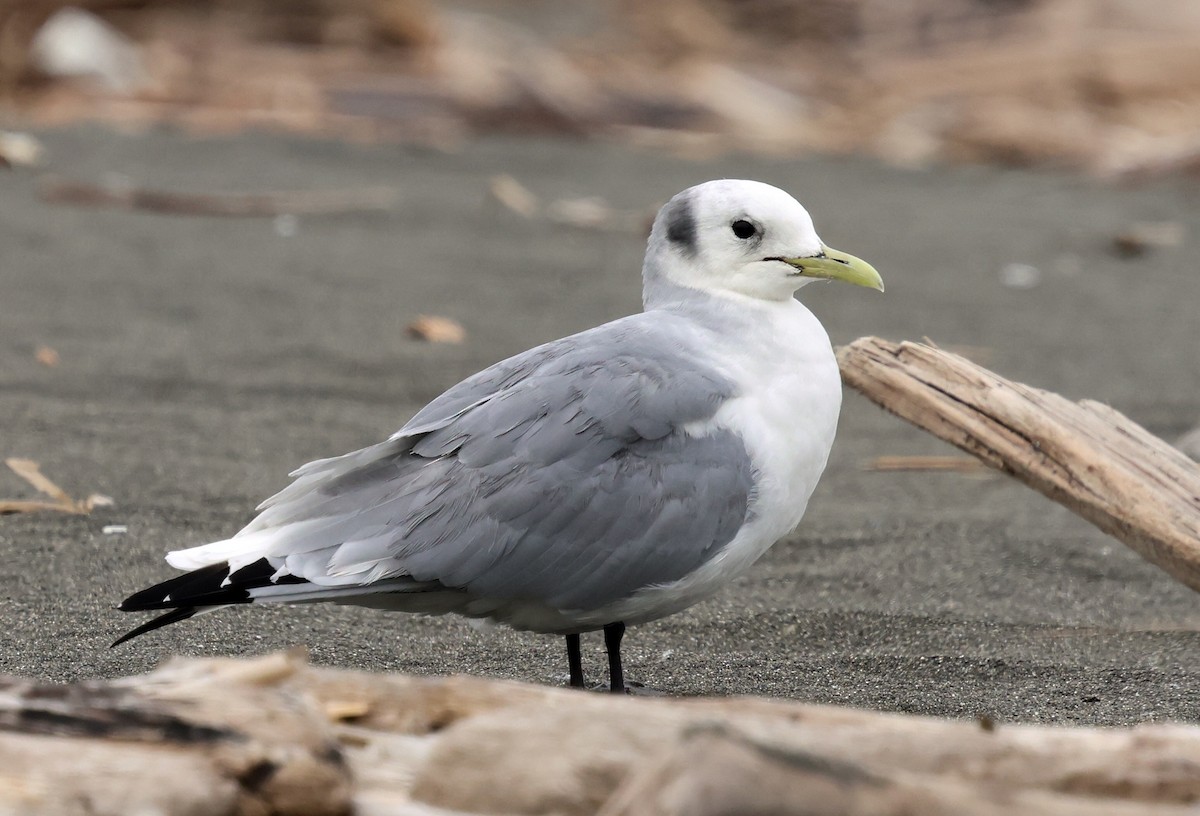 Black-legged Kittiwake - ML631391590