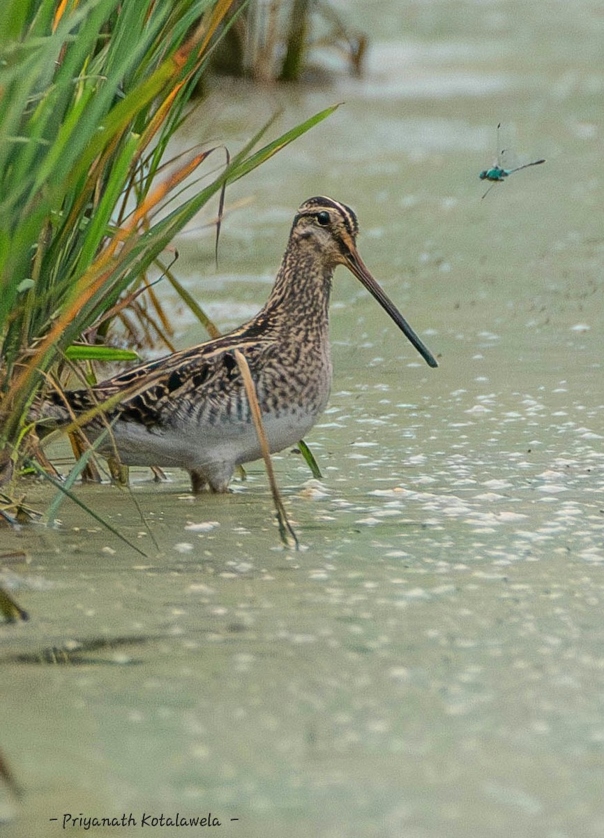 タシギ - ML631391602