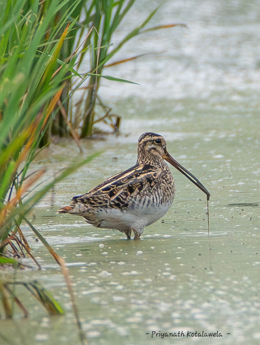 タシギ - ML631391613