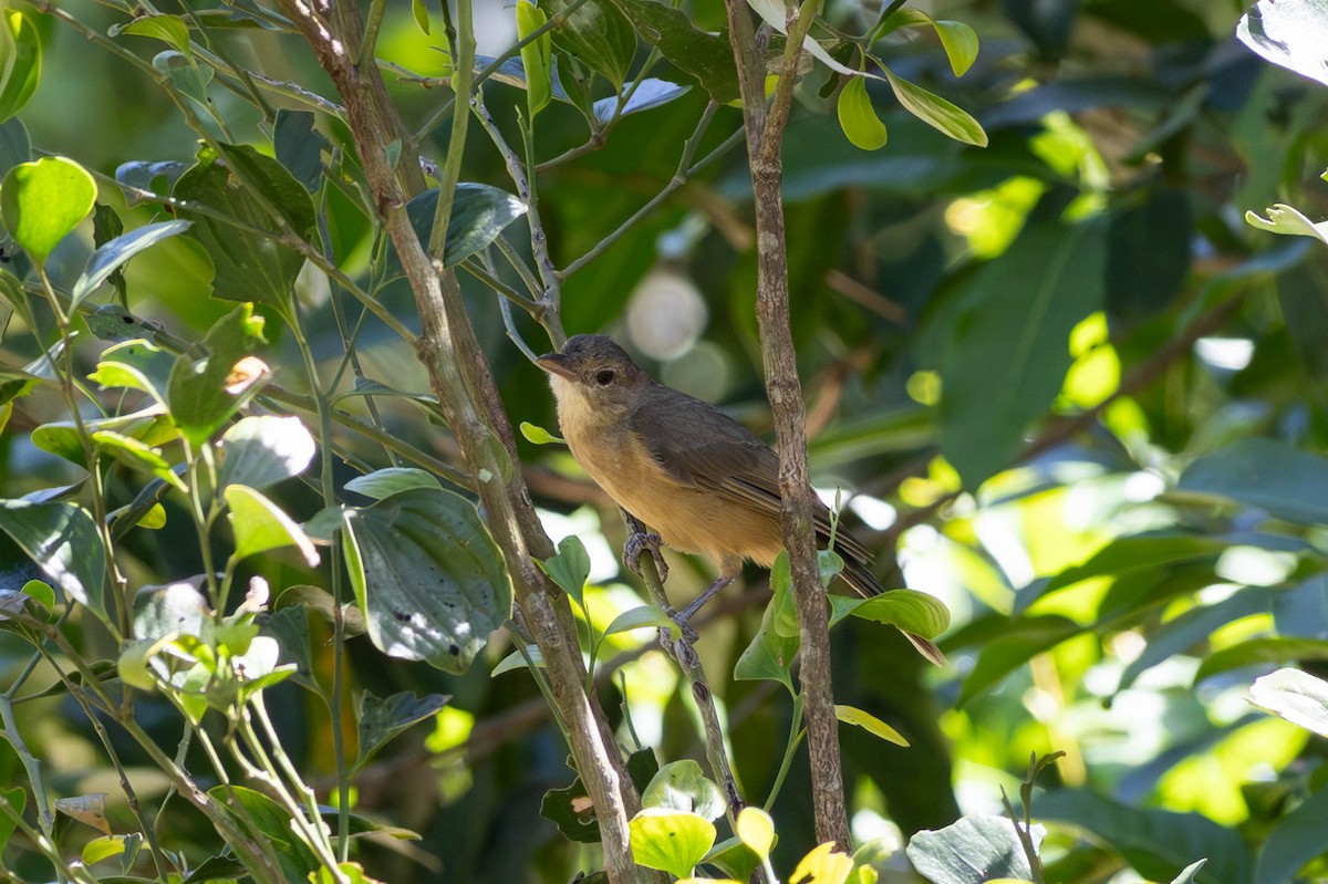 Rufous Shrikethrush - ML631391734