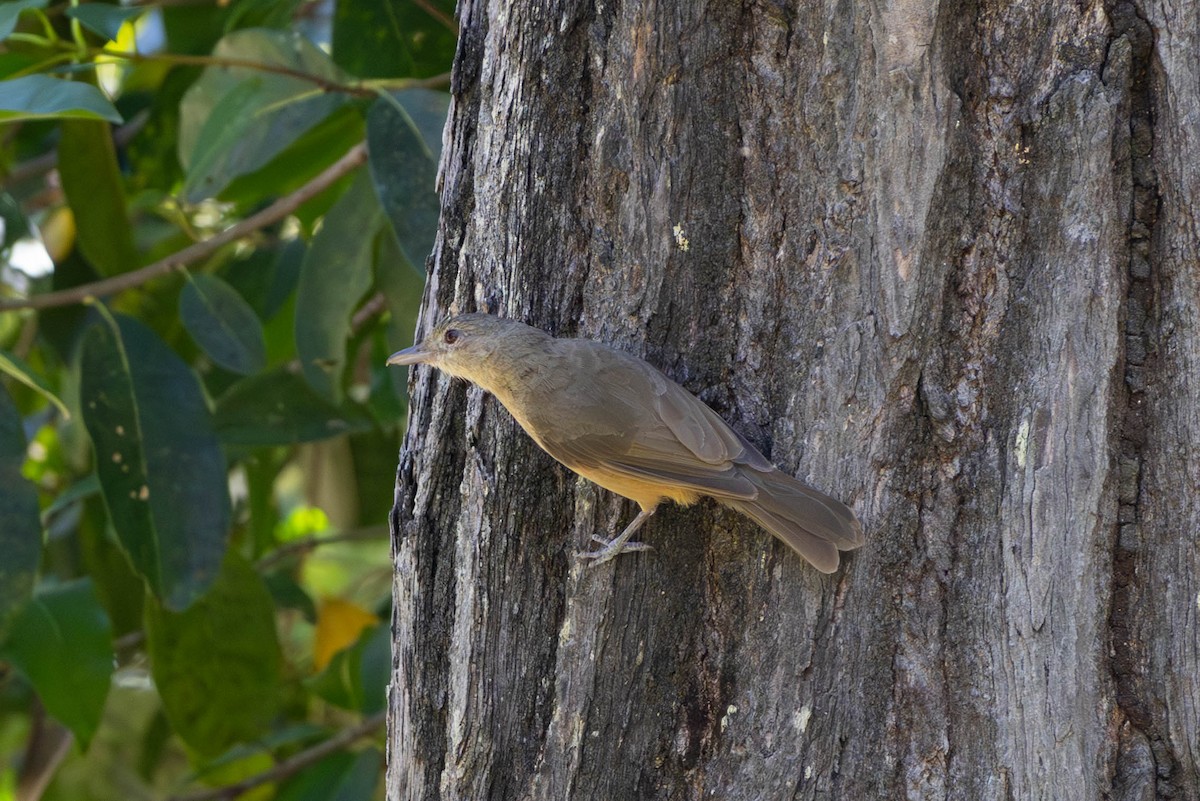 Rufous Shrikethrush - ML631391735