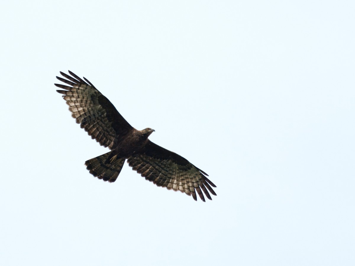 Oriental Honey-buzzard - ML631391751