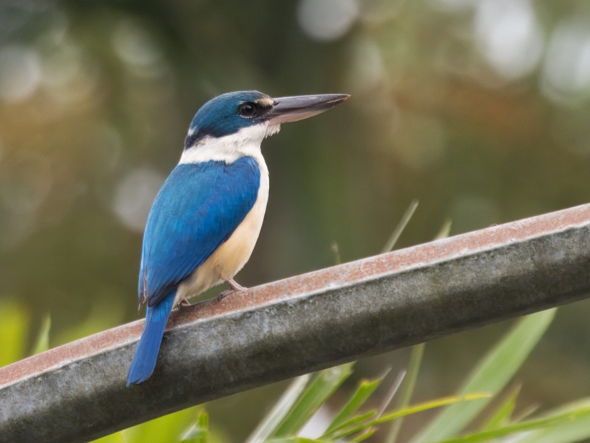 Collared Kingfisher - ML631391753
