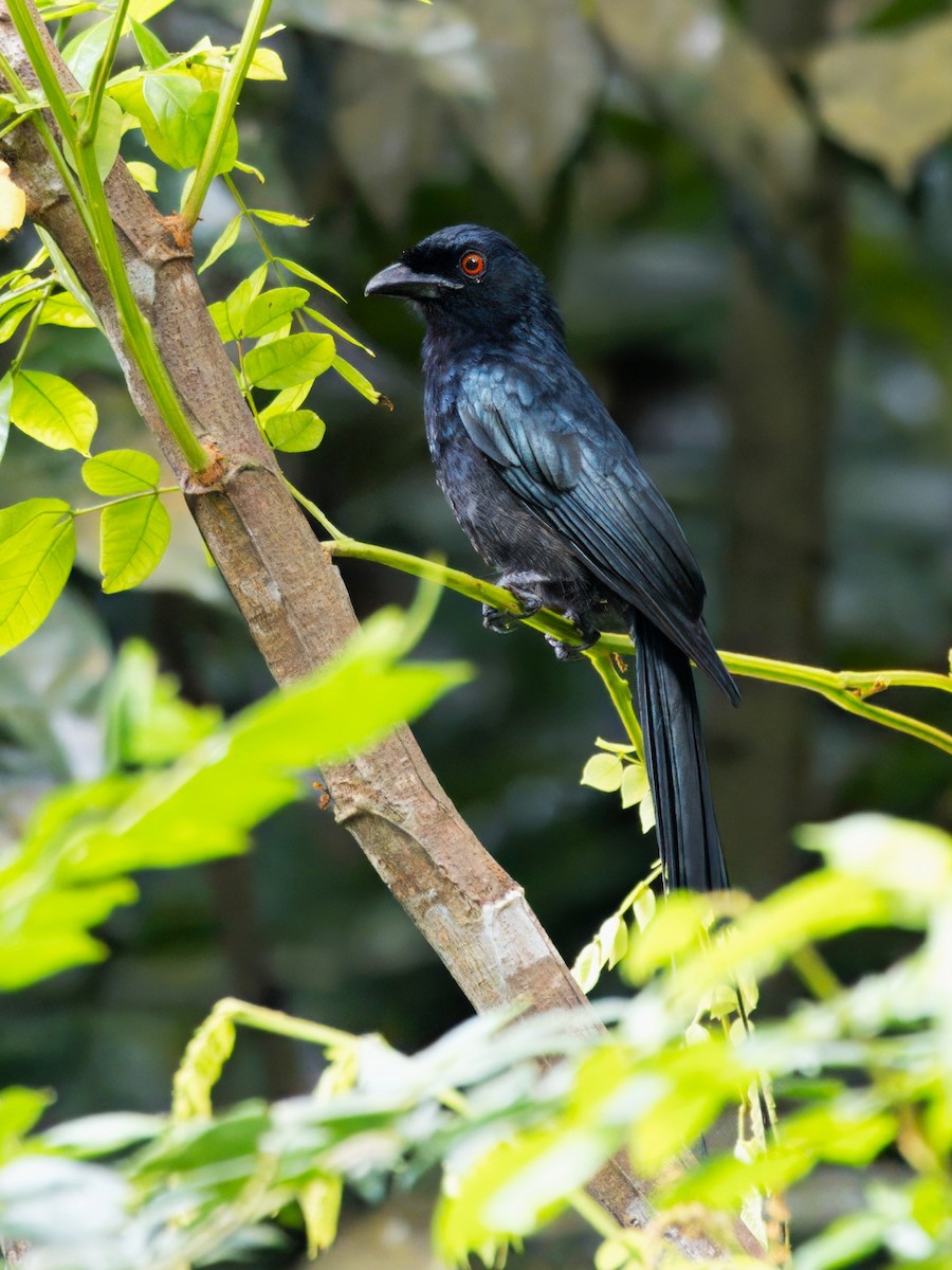 Greater Racket-tailed Drongo - ML631391754