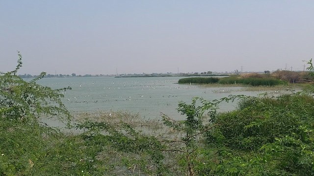 Хээрийн галуу - ML631392041