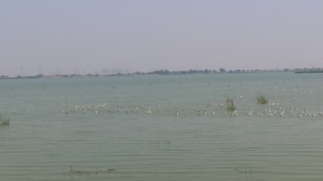 Хээрийн галуу - ML631392043