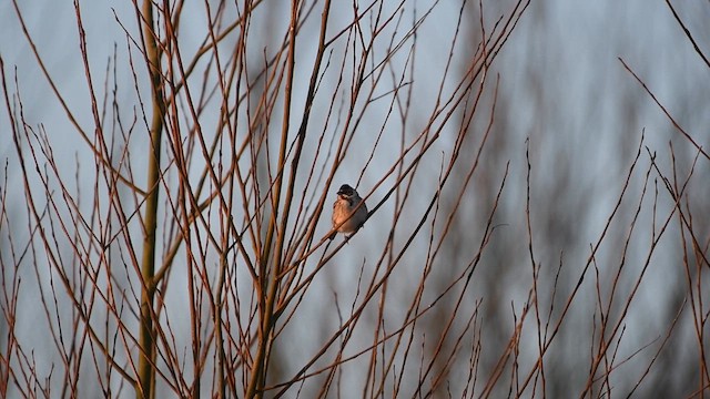 Reed Bunting - ML631392088