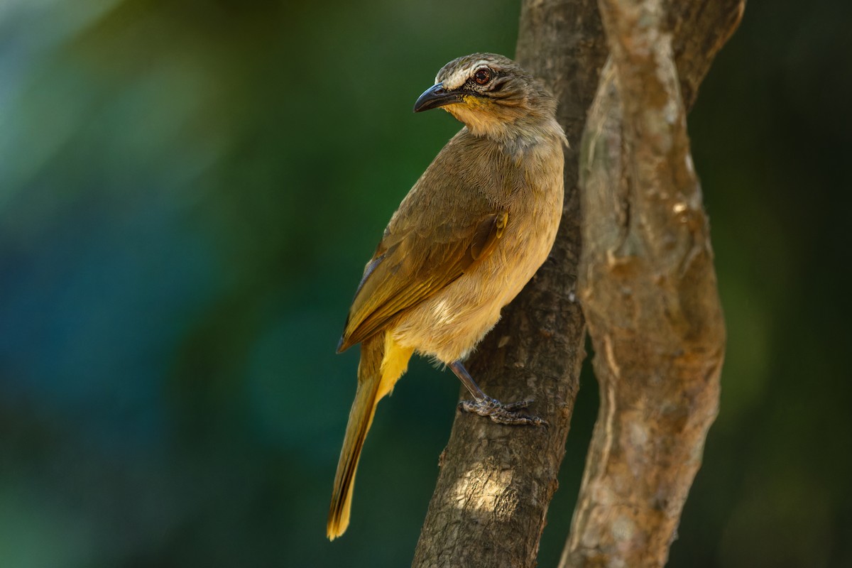 White-browed Bulbul - ML631392213
