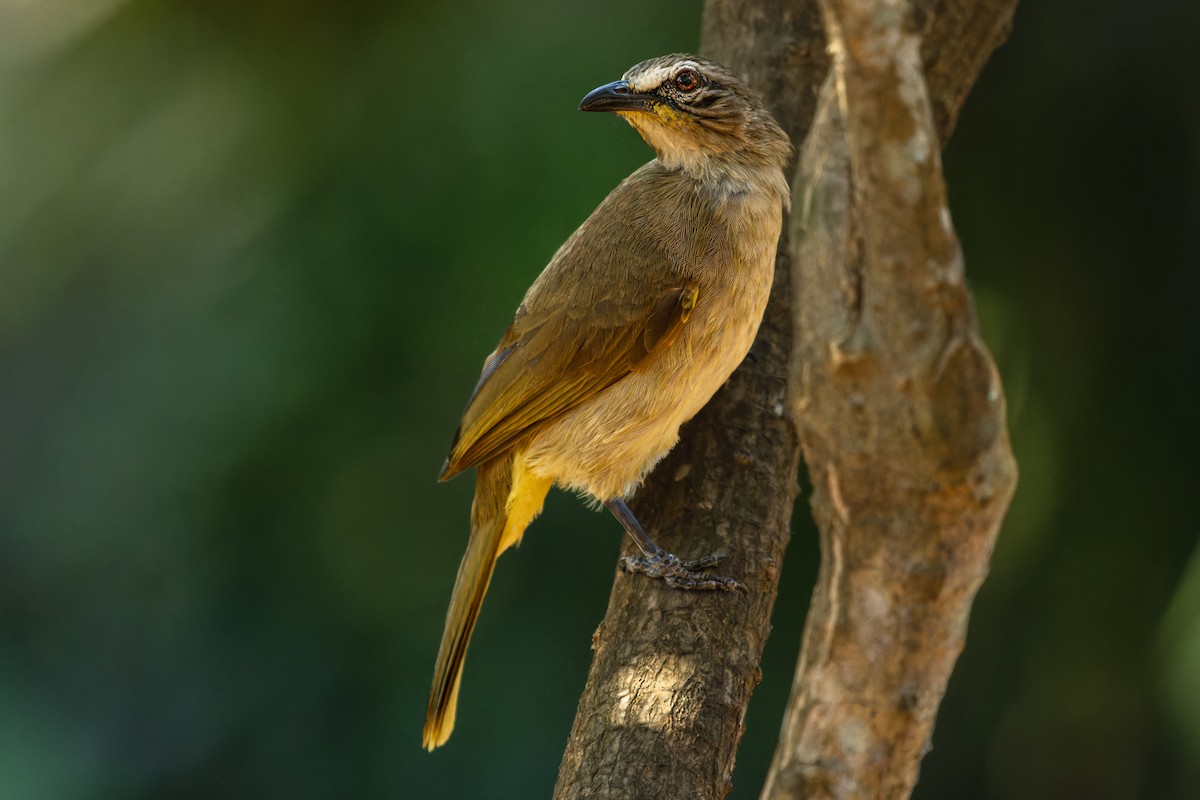 White-browed Bulbul - ML631392218