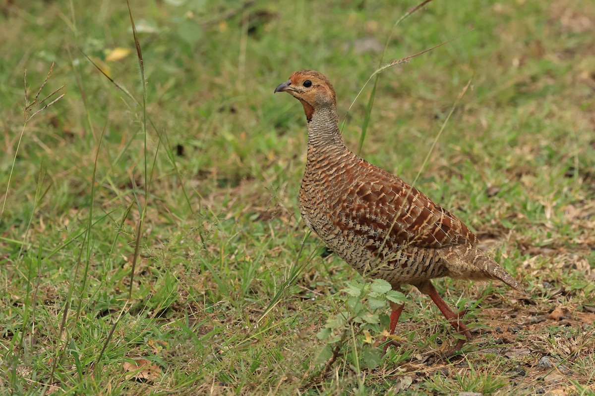 Gray Francolin - ML631392238