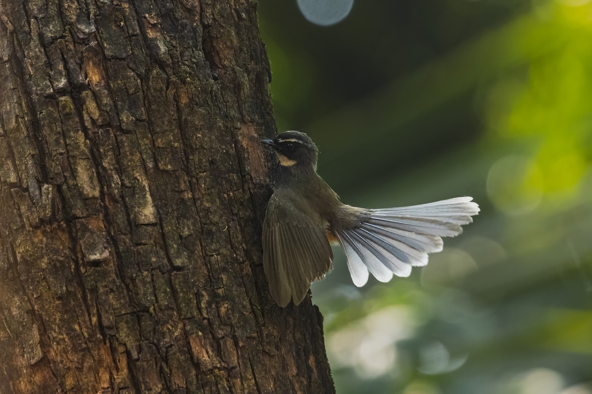 Spot-breasted Fantail - ML631392247