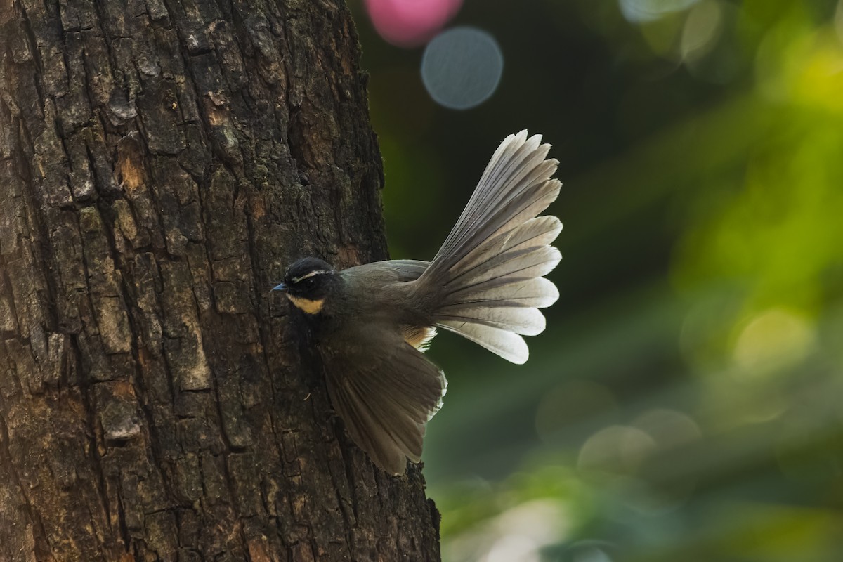 Spot-breasted Fantail - ML631392250