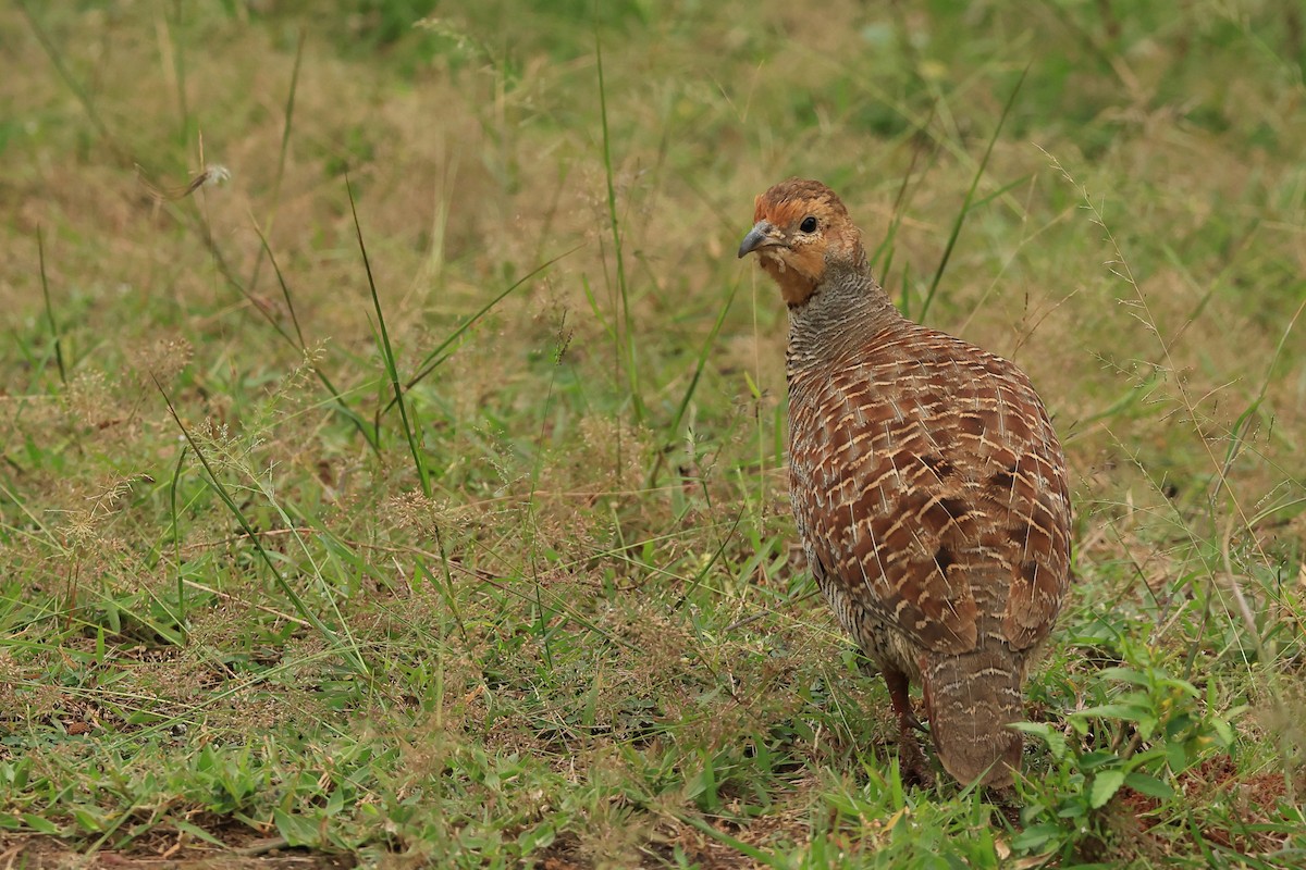 Gray Francolin - ML631392277