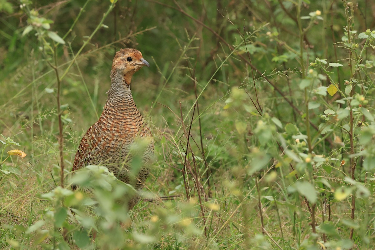 Gray Francolin - ML631392278