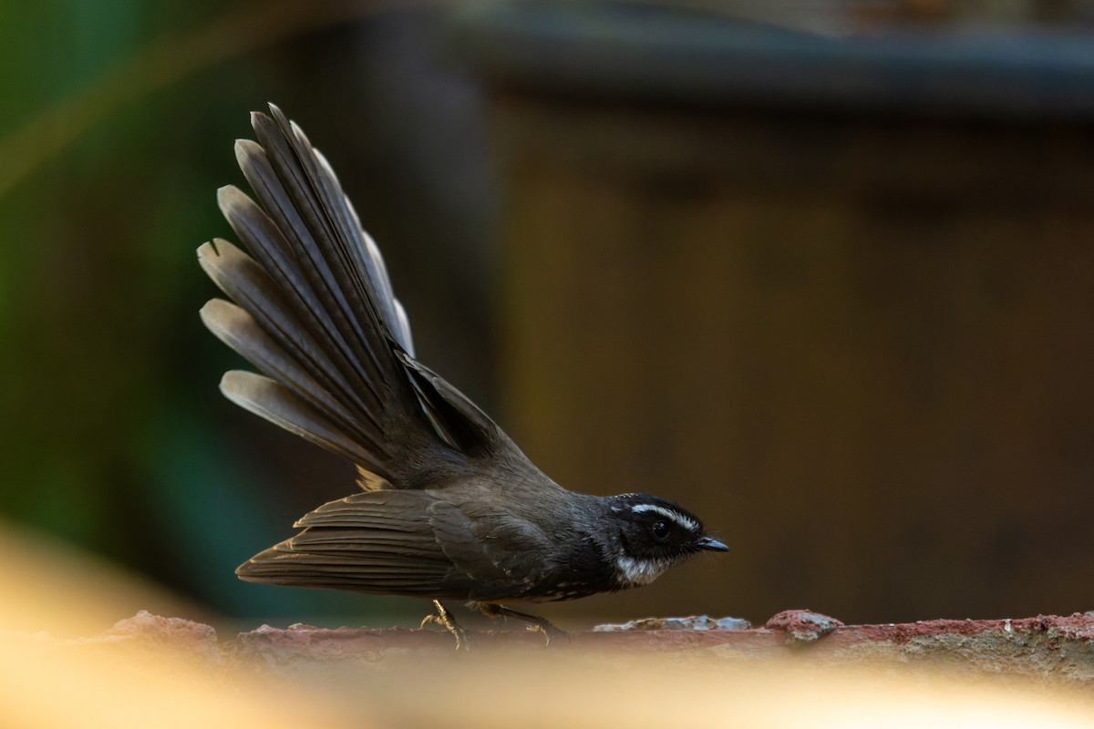 Spot-breasted Fantail - ML631392286