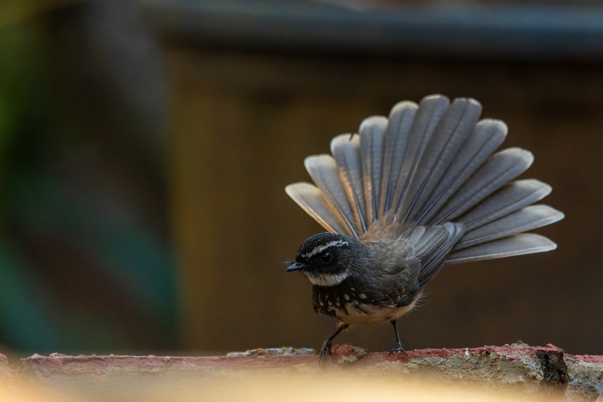Spot-breasted Fantail - ML631392287