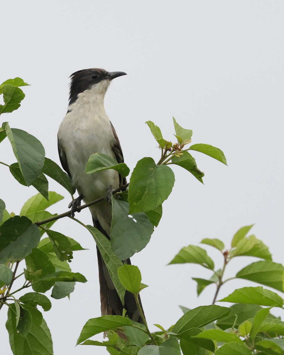 斑翅鳳頭鵑 - ML631392318