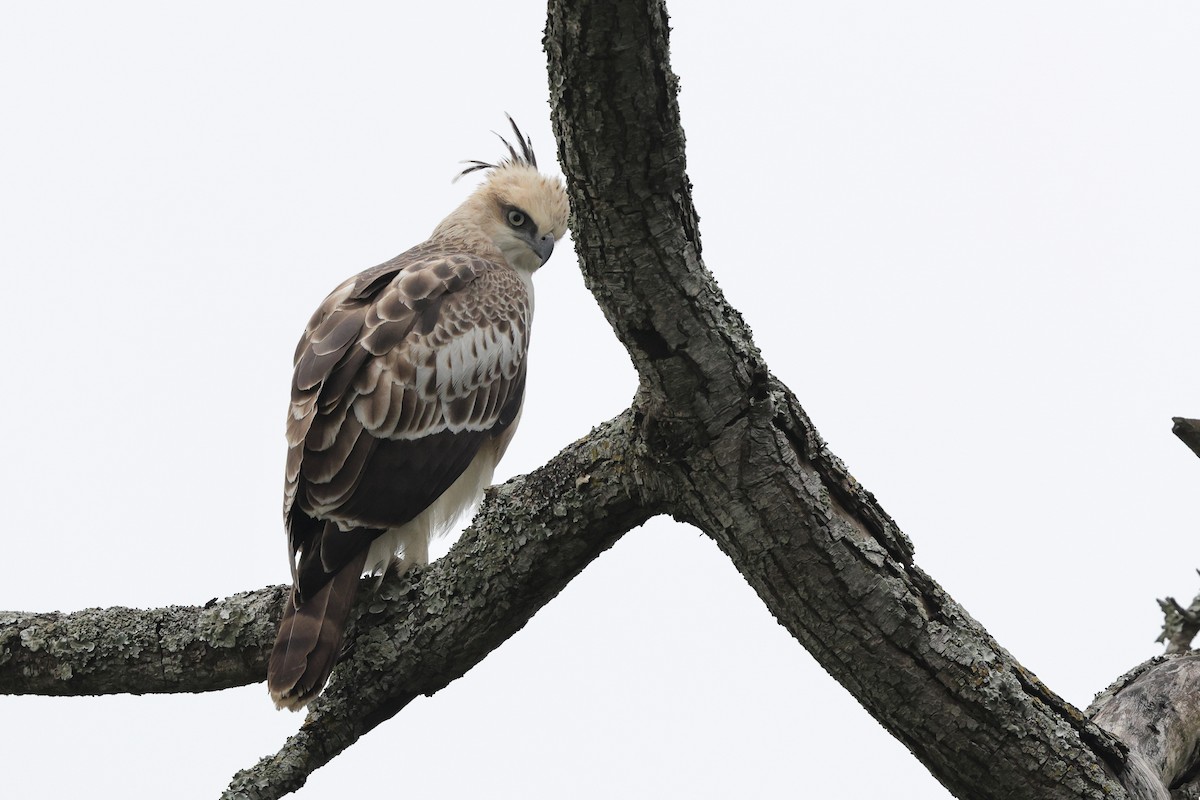 Changeable Hawk-Eagle - ML631392330