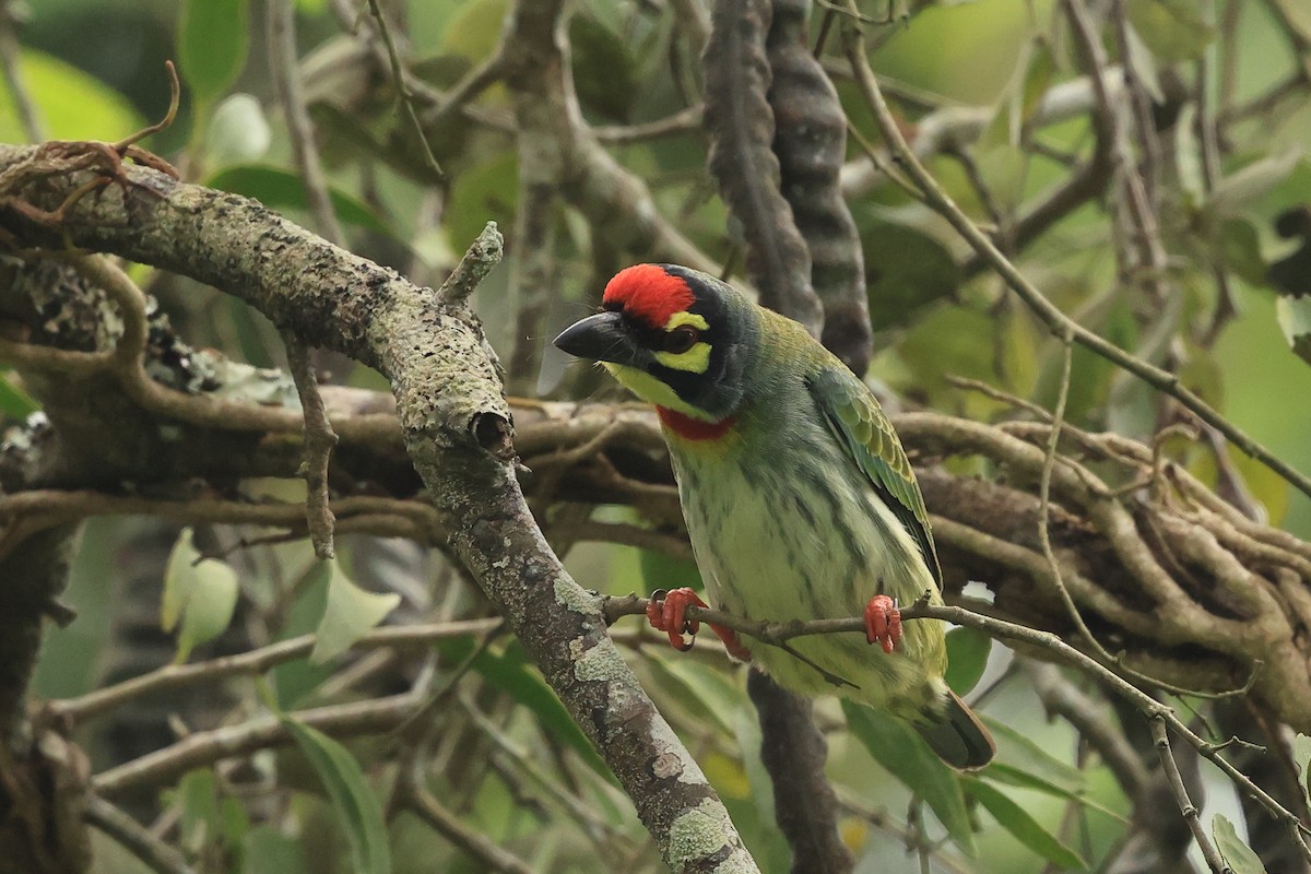 Coppersmith Barbet - ML631392336