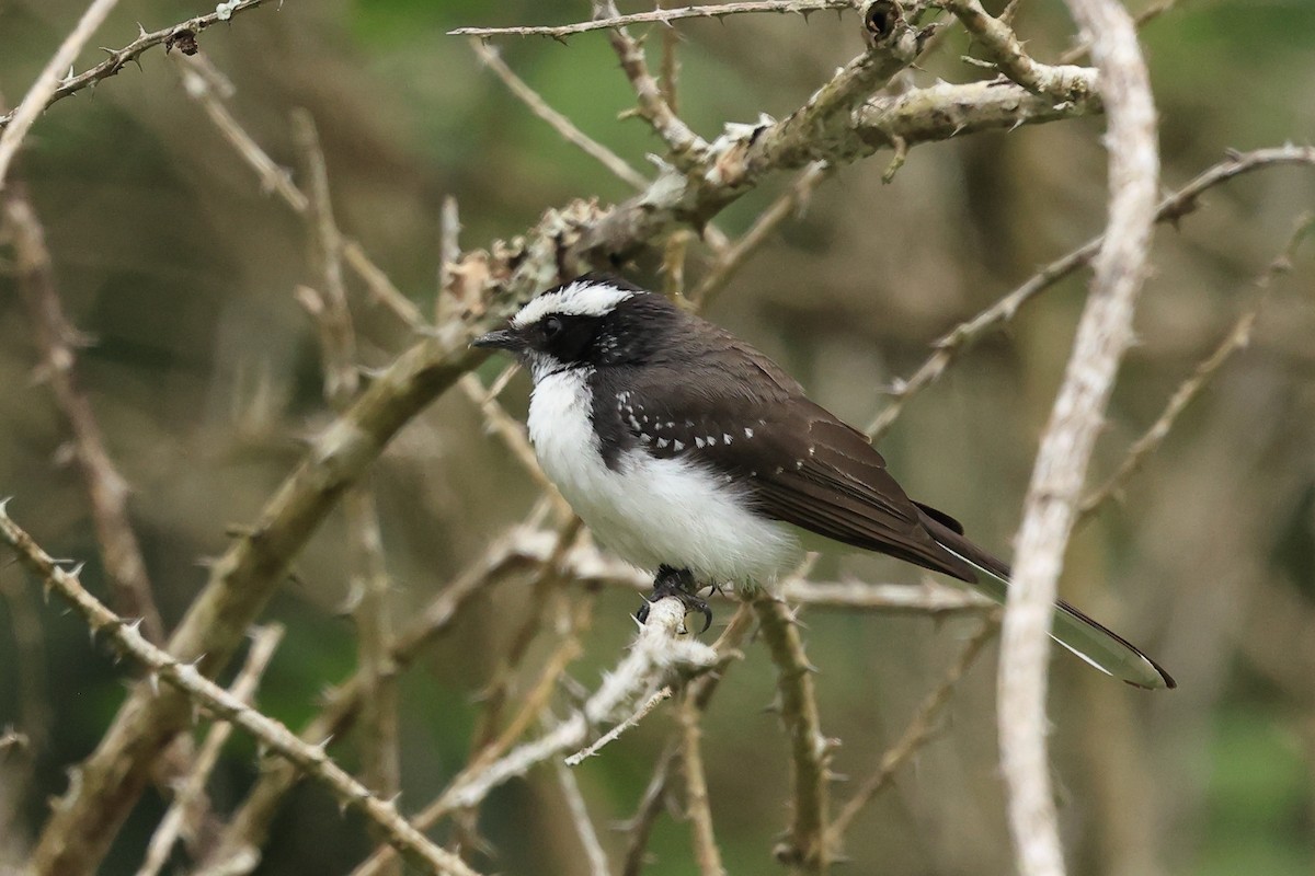 White-browed Fantail - ML631392346