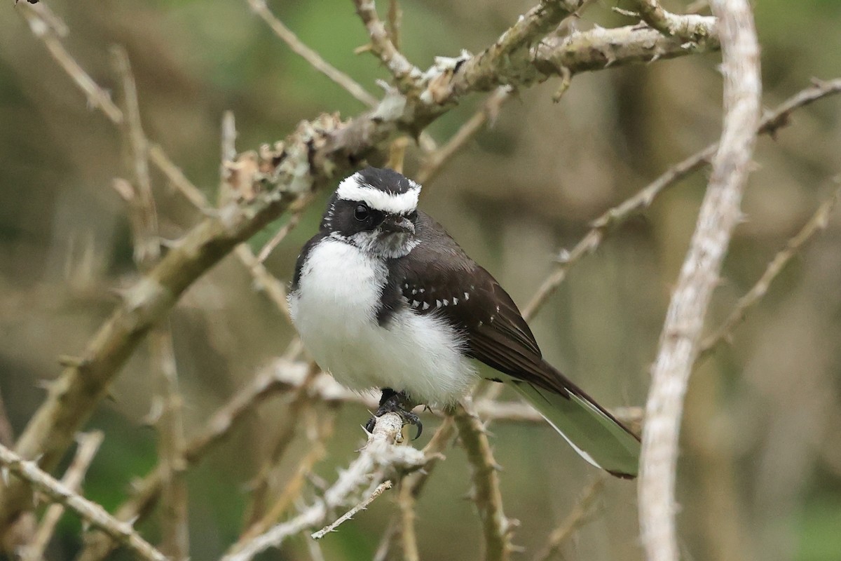 White-browed Fantail - ML631392347