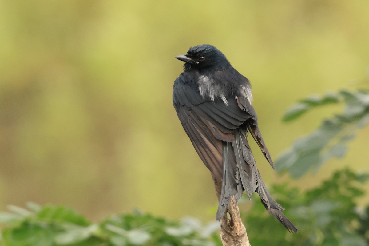 White-bellied Drongo - ML631392357