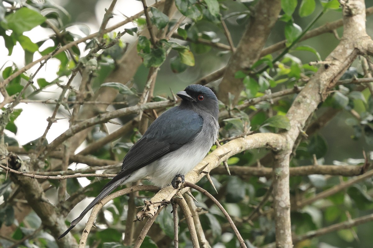 White-bellied Drongo - ML631392358