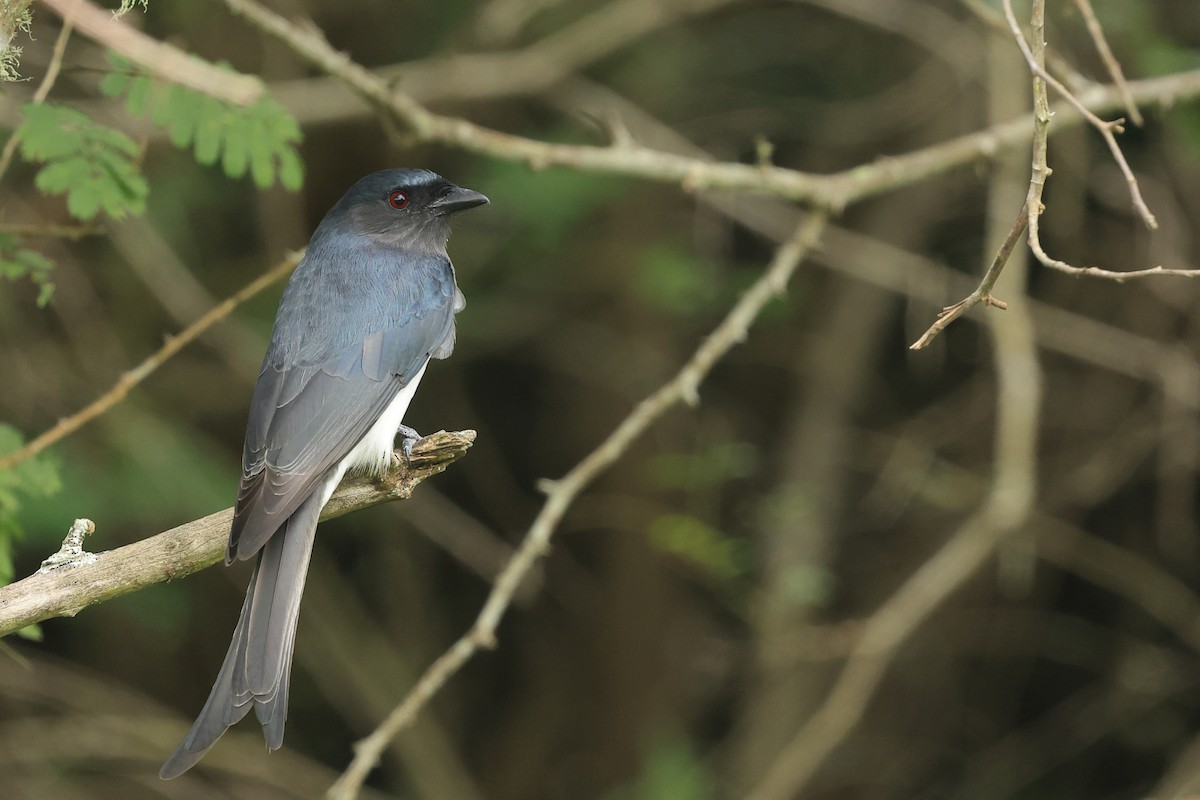 White-bellied Drongo - ML631392359
