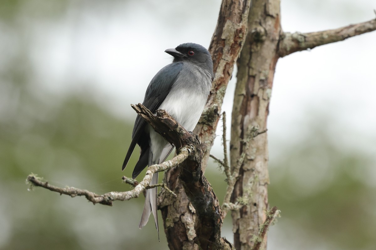 White-bellied Drongo - ML631392360