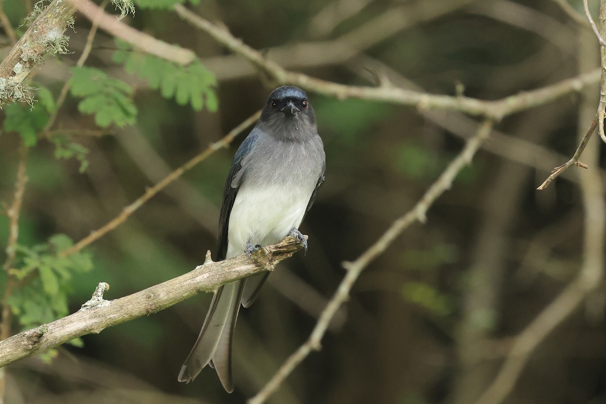 White-bellied Drongo - ML631392361
