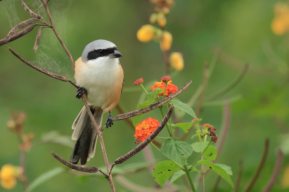 棕背伯勞 - ML631392381