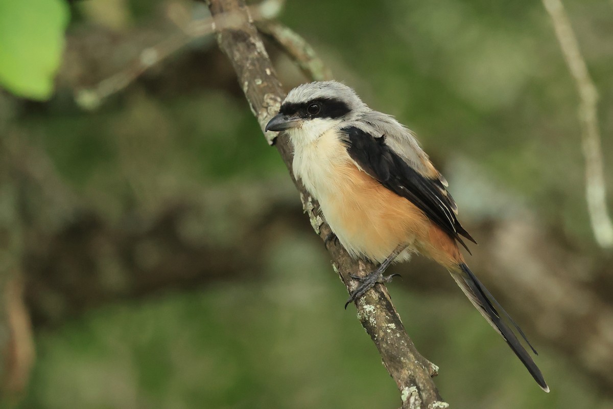 棕背伯勞 - ML631392382