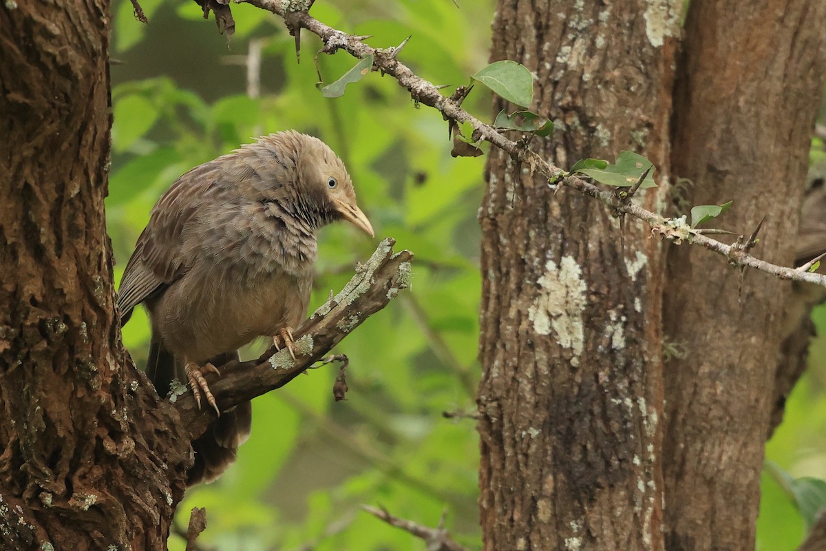 Yellow-billed Babbler - ML631392407