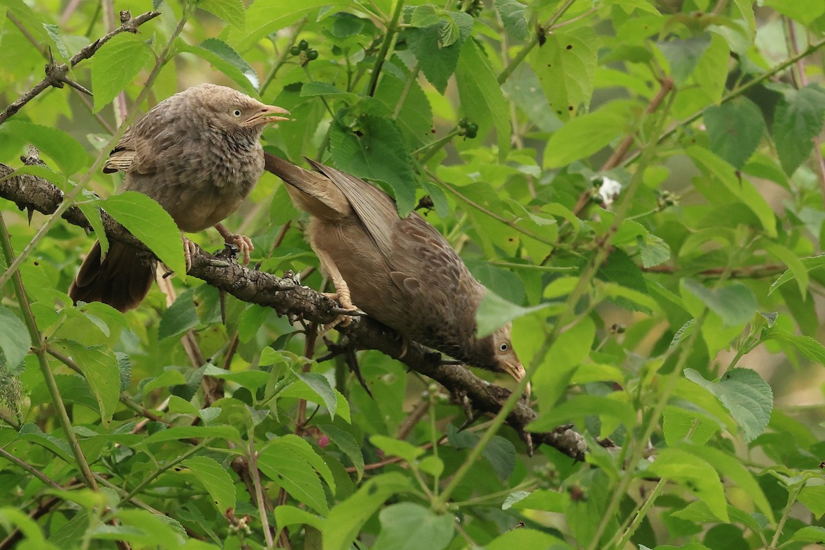 Yellow-billed Babbler - ML631392408