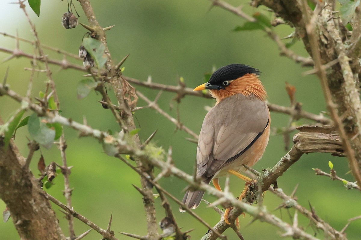 黑冠椋鳥 - ML631392421