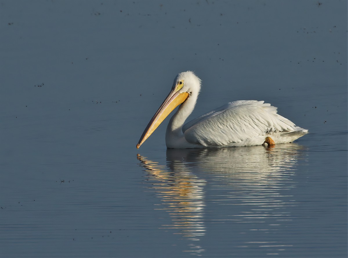 American White Pelican - ML631392749
