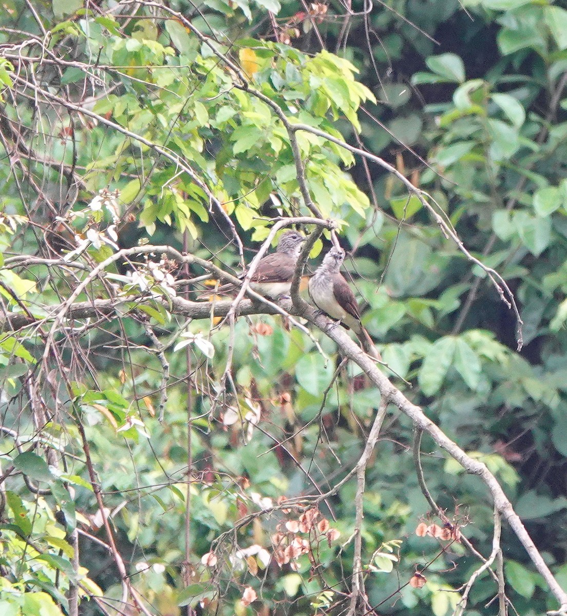 Swamp Greenbul - ML631392751