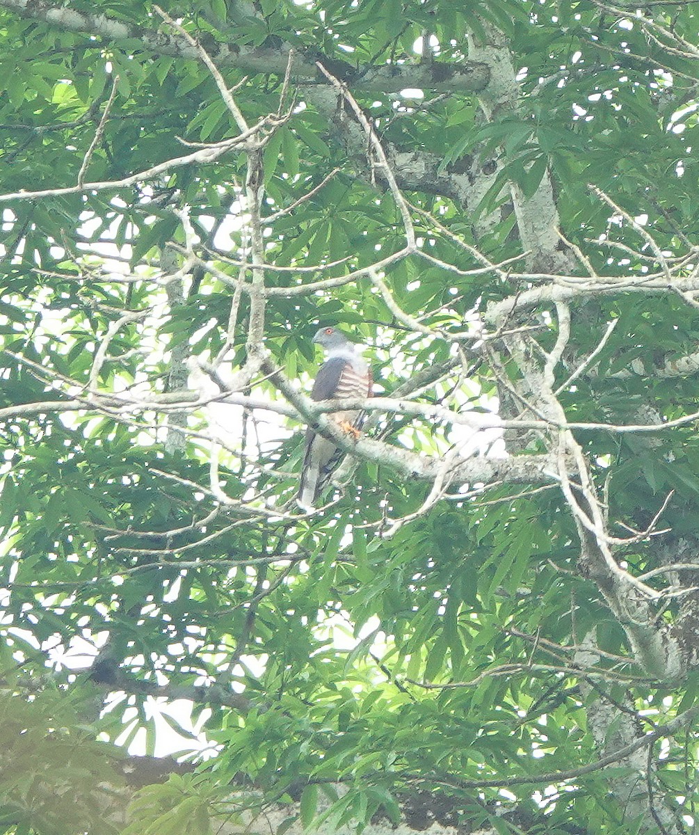 African Cuckoo-Hawk - ML631392838