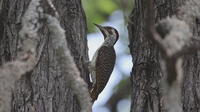 Bennett's Woodpecker - ML631392916