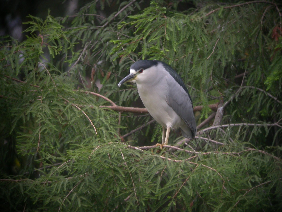 Black-crowned Night Heron - ML631393064