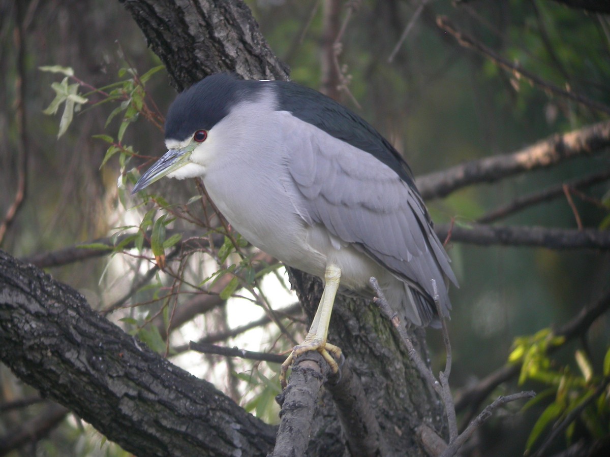 Black-crowned Night Heron - ML631393065