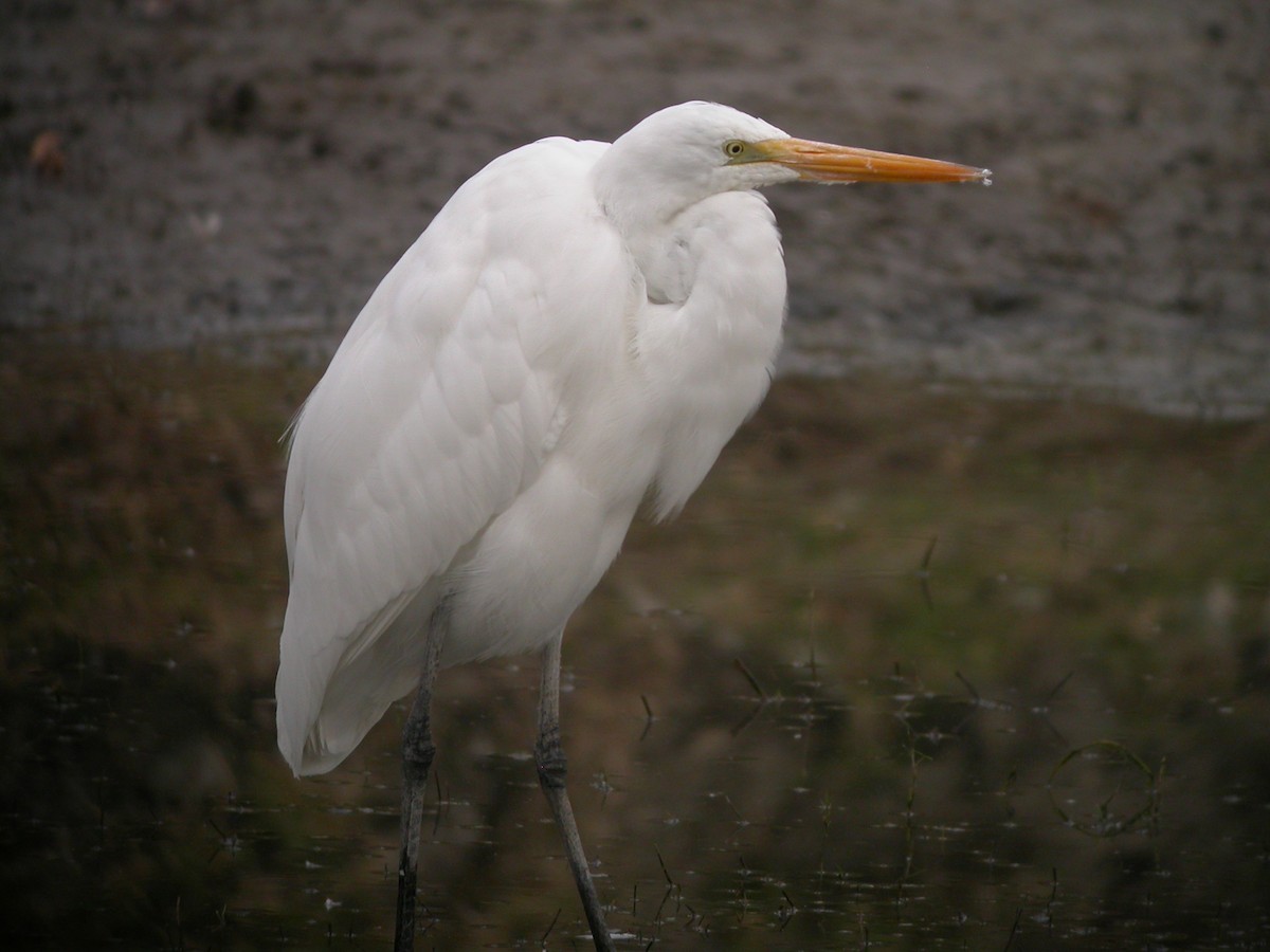 Great Egret - ML631393074